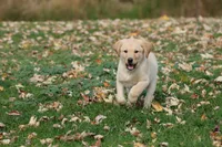 Dually AKC, a male Labrador Retriever for sale in Grand Rapids, MI – 2 of 6