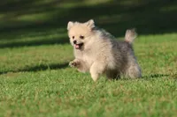 Wolfie , a male Pomeranian for sale in Grand Rapids, MI – 3 of 4