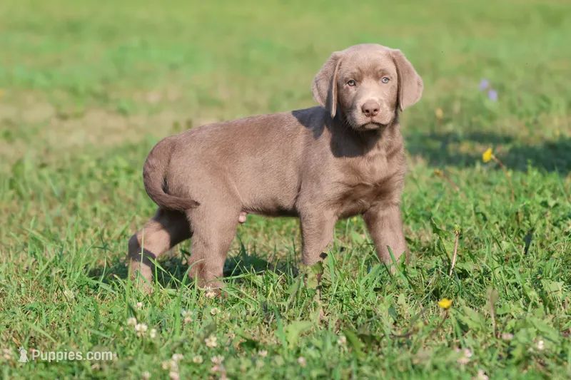 Brick AKC  – Labrador Retriever puppy for sale in Grand Rapids, MI
