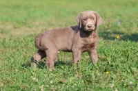 Brick AKC , a male Labrador Retriever for sale in Grand Rapids, MI – 1 of 5