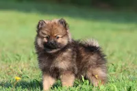 Sable AKC , a female Pomeranian for sale in Grand Rapids, MI – 4 of 5
