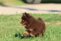 Brownies, a female Pomeranian for sale in Grand Rapids, MI – 2 of 6
