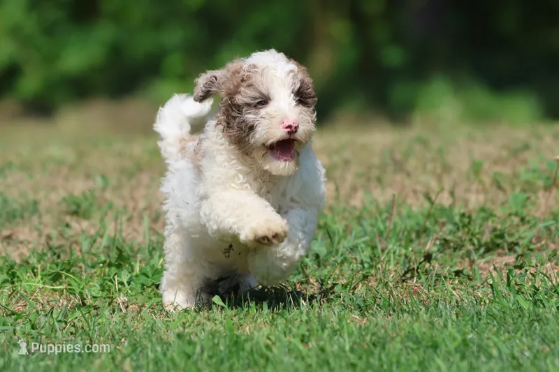 Cleopatra  – Bernedoodle, Miniature Bernedoodle puppy for sale in Grand Rapids, MI