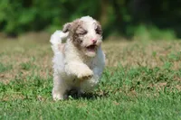 Cleopatra , a female Bernedoodle and Miniature Bernedoodle for sale in Grand Rapids, MI – 1 of 7