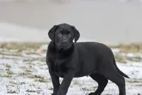 Tank AKC, a female Labrador Retriever for sale in Grand Rapids, MI – Photo 4 of 4