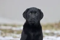 Tank AKC, a female Labrador Retriever for sale in Grand Rapids, MI – Photo 3 of 4