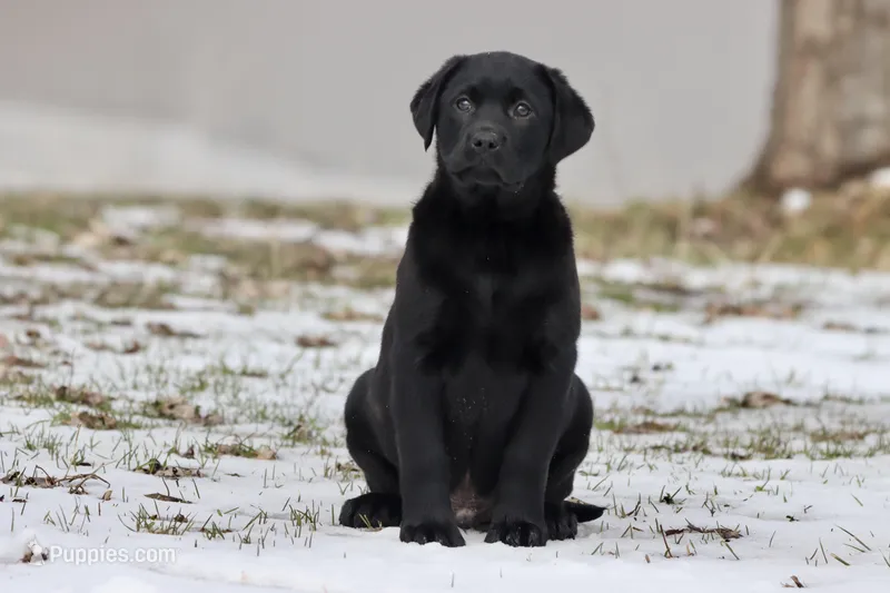 Tank AKC – Labrador Retriever puppy for sale in Grand Rapids, MI