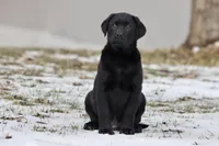 Tank AKC, a female Labrador Retriever for sale in Grand Rapids, MI – Photo 1 of 4