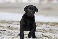 Tank AKC, a female Labrador Retriever for sale in Grand Rapids, MI – Photo 2 of 4