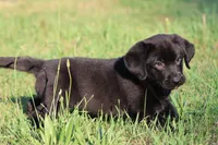 Razzy AKC , a female Labrador Retriever for sale in Grand Rapids, MI – 2 of 5