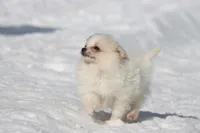 Boomerang , a male Pomeranian for sale in Grand Rapids, MI – Photo 6 of 6