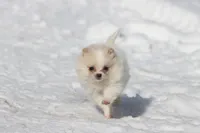 Boomerang , a male Pomeranian for sale in Grand Rapids, MI – Photo 1 of 6