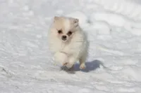 Boomerang , a male Pomeranian for sale in Grand Rapids, MI – Photo 5 of 6