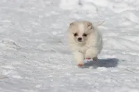 Boomerang , a male Pomeranian for sale in Grand Rapids, MI – Photo 4 of 6