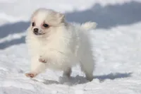 Boomerang , a male Pomeranian for sale in Grand Rapids, MI – Photo 3 of 6