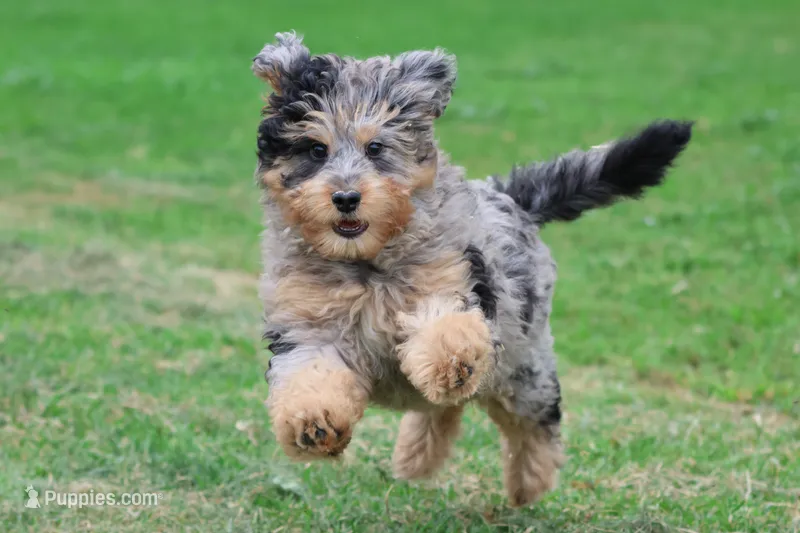Fruit Loops – Aussiedoodle, Miniature Aussiedoodle puppy for sale in Grand Rapids, MI