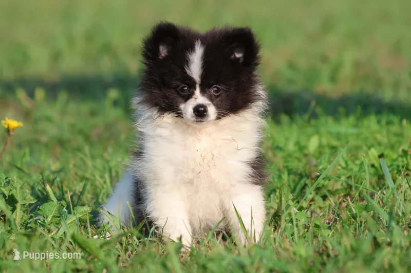 Feather AKC  – Pomeranian puppy for sale in Grand Rapids, MI