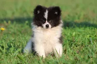 Feather AKC , a female Pomeranian for sale in Grand Rapids, MI – 1 of 5