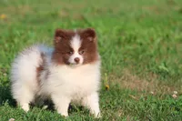 Coco Puffs , a male Pomeranian for sale in Grand Rapids, MI – 6 of 6