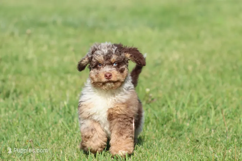 Chocolate Chips – Miniature Bernedoodle puppy for sale in Grand Rapids, MI