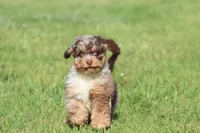 Chocolate Chips, a male Miniature Bernedoodle for sale in Grand Rapids, MI – 1 of 6