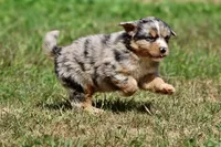 Chewbacca, a male Australian Shepherd and Bernese Mountain Dog for sale in Grand Rapids, MI – 2 of 5