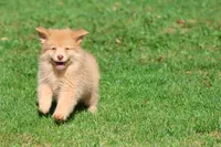Bounce, a male Pomeranian and Toy Australian Shepherd for sale in Grand Rapids, MI – 4 of 7