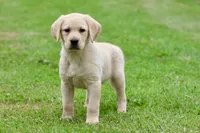 Bananas AKC, a male Labrador Retriever for sale in Grand Rapids, MI – 2 of 7