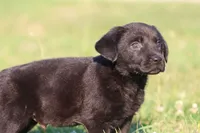 Coal AKC , a male Labrador Retriever for sale in Grand Rapids, MI – 4 of 4