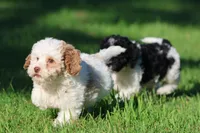 Sugar, a female Cavapoo and Cockapoo for sale in Grand Rapids, MI – 5 of 5