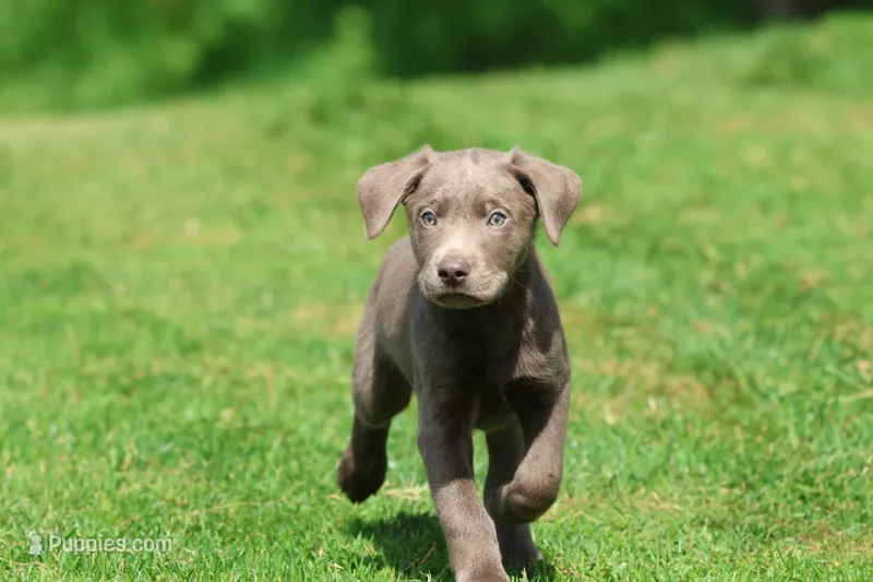 Tank  – Labrador Retriever puppy for sale in Grand Rapids, MI