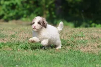 Cleopatra , a female Bernedoodle and Miniature Bernedoodle for sale in Grand Rapids, MI – 2 of 7