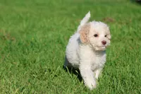 Caspian, a male Cavapoo and Cockapoo for sale in Grand Rapids, MI – 4 of 6
