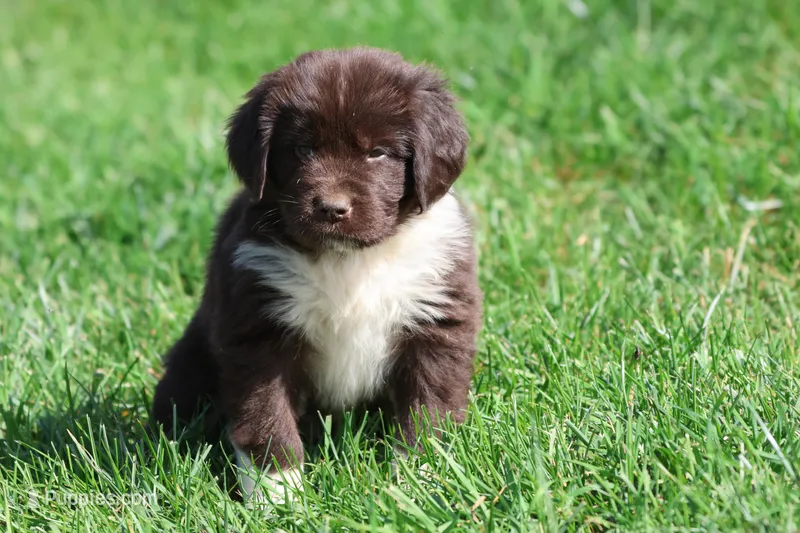 Angel – Newfoundland puppy for sale in Grand Rapids, MI