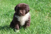 Angel, a female Newfoundland for sale in Grand Rapids, MI – 1 of 6