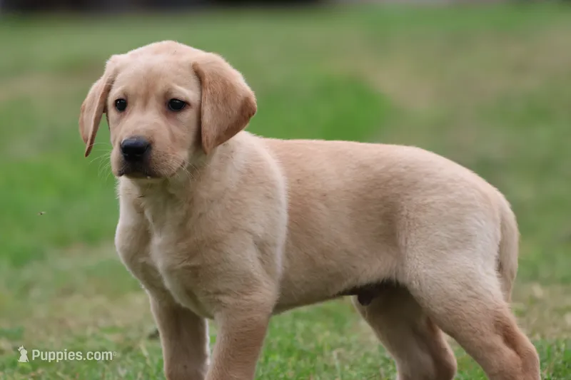 Jolly Ranchers AKC  – Labrador Retriever puppy for sale in Grand Rapids, MI