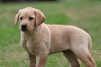 Jolly Ranchers AKC , a male Labrador Retriever for sale in Grand Rapids, MI – 1 of 5
