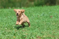 Trinity AKC , a female Golden Retriever for sale in Grand Rapids, MI – 2 of 6