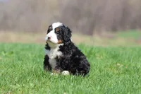 Mr Jellybeans , a male Bernedoodle and Miniature Bernedoodle for sale in Grand Rapids, MI – Photo 5 of 5