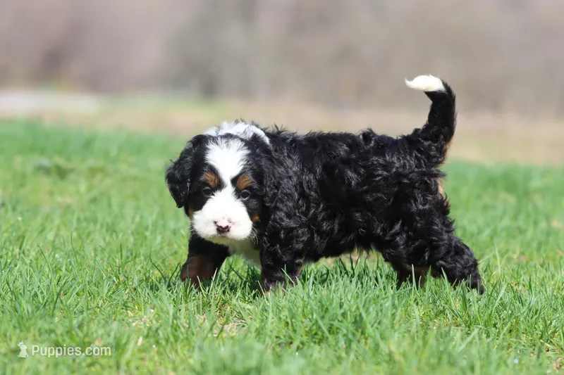 Mr Jellybeans , a male Bernedoodle and Miniature Bernedoodle for sale in Grand Rapids, MI – Photo 1 of 5