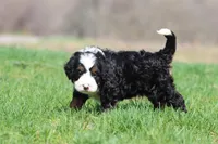 Mr Jellybeans , a male Bernedoodle and Miniature Bernedoodle for sale in Grand Rapids, MI – Photo 1 of 5