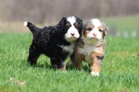 Mr Jellybeans , a male Bernedoodle and Miniature Bernedoodle for sale in Grand Rapids, MI – Photo 4 of 5