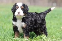 Mr Jellybeans , a male Bernedoodle and Miniature Bernedoodle for sale in Grand Rapids, MI – Photo 2 of 5