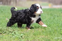 Mr Jellybeans , a male Bernedoodle and Miniature Bernedoodle for sale in Grand Rapids, MI – Photo 3 of 5