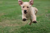 Happy AKC, a female Labrador Retriever for sale in Grand Rapids, MI – 3 of 6
