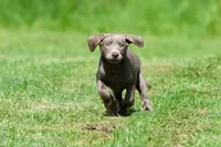 Journey AKC , a female Labrador Retriever for sale in Grand Rapids, MI – 4 of 4