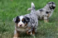 Jedi, a male Australian Shepherd and Bernese Mountain Dog for sale in Grand Rapids, MI – 6 of 6