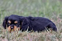 Stranton AKC , a male Cavalier King Charles Spaniel for sale in Grand Rapids, MI – 3 of 4