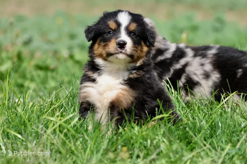 Darth Vader  – Australian Shepherd, Bernese Mountain Dog puppy for sale in Grand Rapids, MI