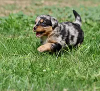 Skywalker, a male Australian Shepherd and Bernese Mountain Dog for sale in Grand Rapids, MI – 4 of 6